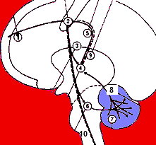 Nervensystem und Bewegungssteuerung